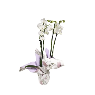 Orquídea phalaenopsis 3 varas - Imagen 1