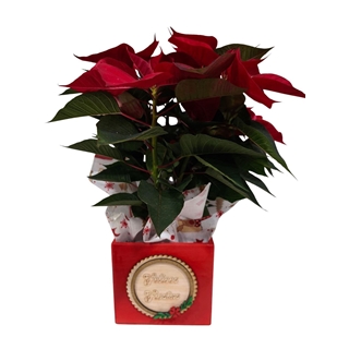 POINSETIA CAJA NAVIDAD - Imagen 1